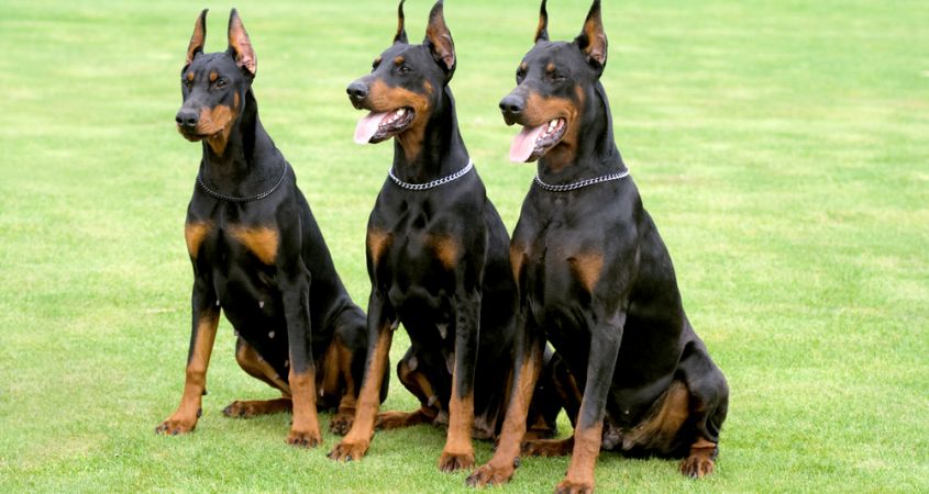 Body sales guard dog